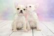 French Bulldog puppies on colorful spring background