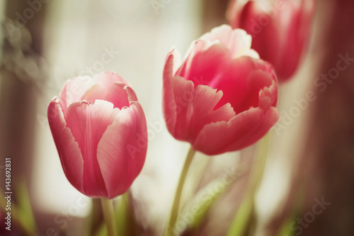 Pink tulips, bouquet