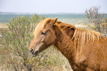 Pony On Assateague Island, Chincoteague, Virginia.