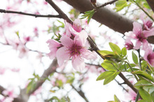 Beautiful Cherry Blossom Sakura In Spring Time Over Blue Sky.