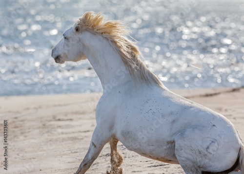 Fotografia, Obraz White Camargue Horse in the nature reserve in the Parc Regional de Camargue - Pr