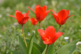 Fototapeta Tulipany - Rote Minitulpen