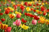 Fototapeta Tulipany - Wiese mit bunten Blumen