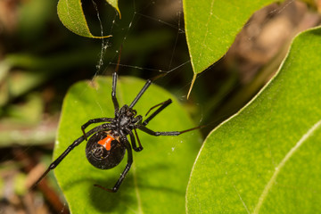 Black Widow Spider