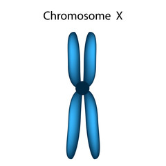 The structure of the chromosome X. Infographics. Vector illustration on isolated background.