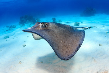 Wall Mural - South Stingray gliding over a sandy sea bed