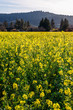 Field of Mustard Flowers