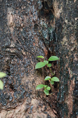 Small green trees growing from dirty cracking area ground. Life renewal new generation born reborn and recovery concept as a green leaf. 