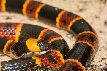 Wall Mural - Eastern Coral Snake