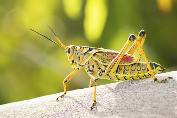 Eastern Lubber Grasshopper 