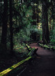 Path Through the Redwood Forest