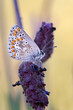 Polyommatus icarus. Butterfly photographed in their natural environment.