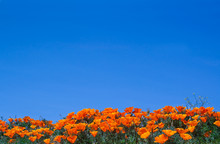 California Poppies Against A Bright Blue Sky Background