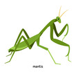 Praying mantis – green  insect , its female is larger, more gluttonous and more aggressive than males