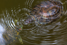 Two Turtles In A Pond