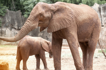 Elephants are large mammals of the family Elephantidae and the order Proboscidea.