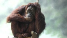 Orangutan Female Resting , Close Up
