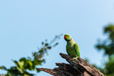 Fototapeta Londyn - Parrot perched on a tree