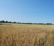© st_fox - A peaceful sky over an oat field