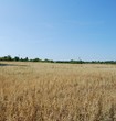 © st_fox - A peaceful sky over an oat field