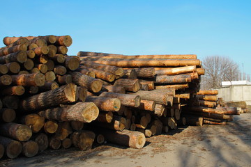 Wall Mural - Stack of construction raw timber in sawmill yard