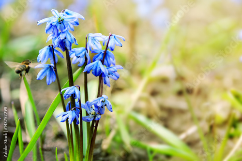 Plakat Wiosną kwiatów tła z pierwsze niebieskie przebiśniegi i Pszczoła pływających pod do nich. Sezonowy wiosną niewyraźne tło Wielkanoc z Scilla Squill kwiaty i miejsce. Selektywna ostrość.