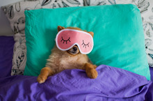 Funny And Cute Pomeranian Puppy Dog In A Sleep Mask Is Laying On Back On Pillows Under The Blankets With The Claws Protruding Out Of It