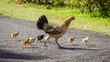 Wild baby chickens crossing a road with their mother on Kauai, Hawaii.