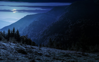 Wall Mural - coniferous forest on a mountain slope at night
