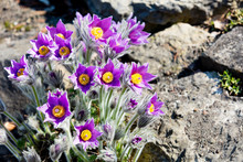 Photo Of Beautiful Purple Blooming Flowers With Wonderful Petals Near Stones