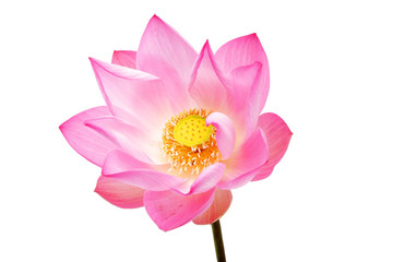 Wall Mural - lotus flower isolated on white background.