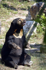 the malay bear sits on the grass.