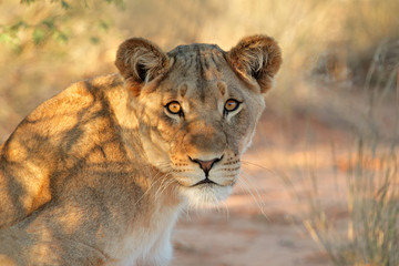 Sticker - Portrait of an African lioness (Panthera leo), South Africa.