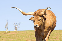 Ox , Oxen, Cattle Farm In Spain