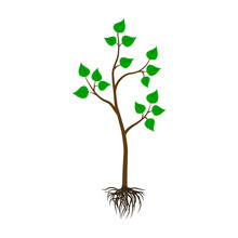 Seedling Tree Flat Icon