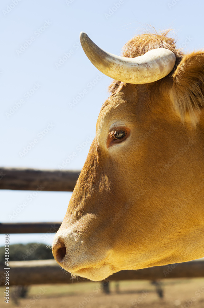 Cow Face Side Profile