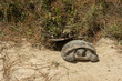 A Gopher Tortoise emerging from it's burrow.