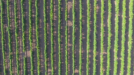 Wall Mural - Aerial top view on extensive vineyards in Taman, Russia, 4k
