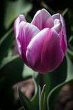 Fototapeta Tulipany - Pink Tulip