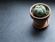 peyote cactus in terracotta pot