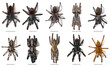Selection of tarantulas
