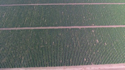 Wall Mural - Aerial top view on extensive vineyards in Taman, Russia, 4k
