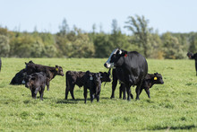 A Herd Of Black Angus Calves