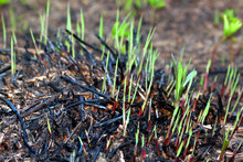 Plant Growth Prairie Burn