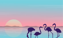 Collection Stock Of Flamingo Silhouette Scenery