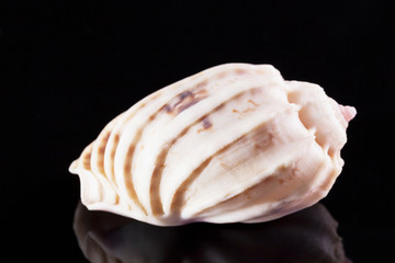 Single sea shell  of marine snail solated on black background