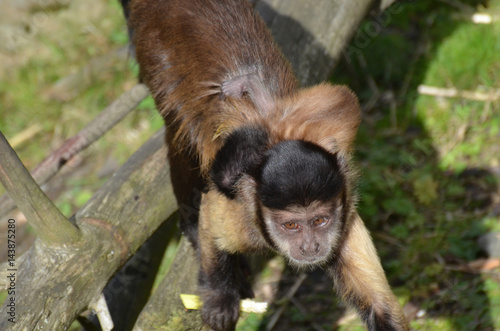 Fotografia, Obraz Baby Brown Capuchin Monkey on the Back of It's Mom