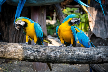 Macaw