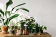 © Erika Raxworthy - Plants grouped on table