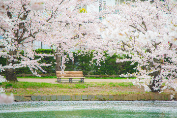 Sticker - Lonely wood riverside bench surrounded by many beautiful cherry blossoms